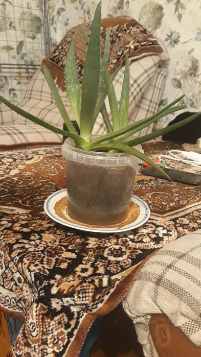 Продам Алоэ Вера