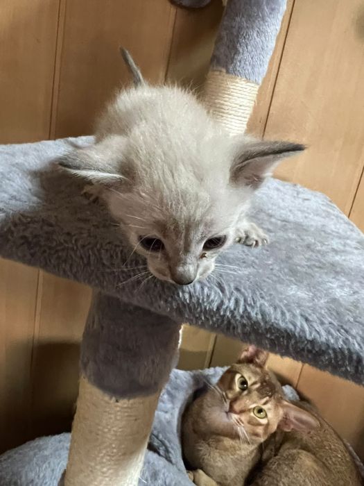Породистые котята с голубыми глазами