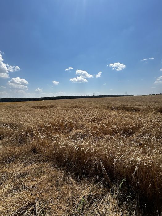 Furaje / Cereale / Hrana pentru animale