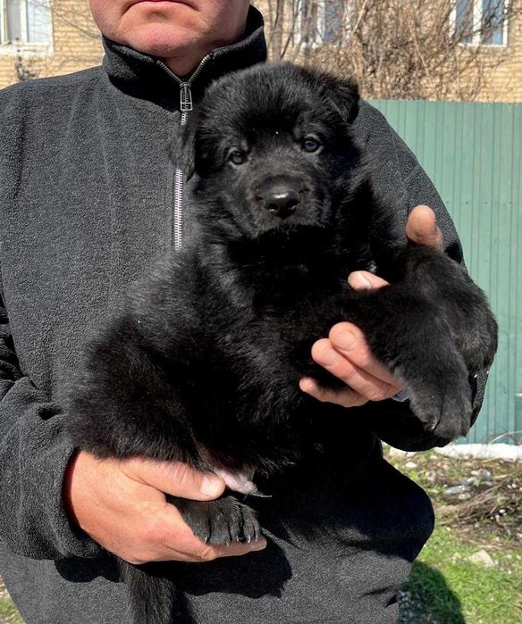 Щенок Немецкой овчарки  с документами. Чёрный  кобель.