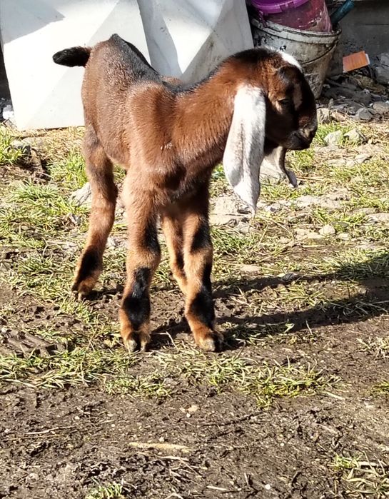 Mascul Anglo nubiana