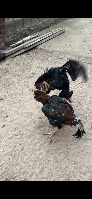 Дакан июльский ганой микс