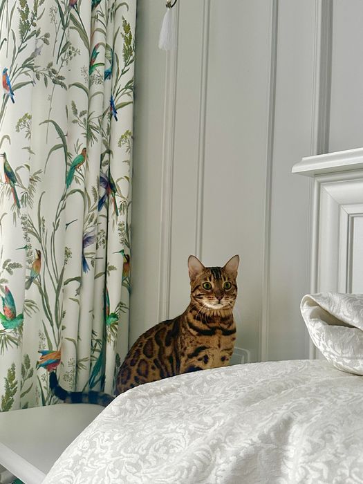 Кошка бенгальской породы