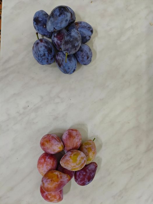 Продам сливу свежая