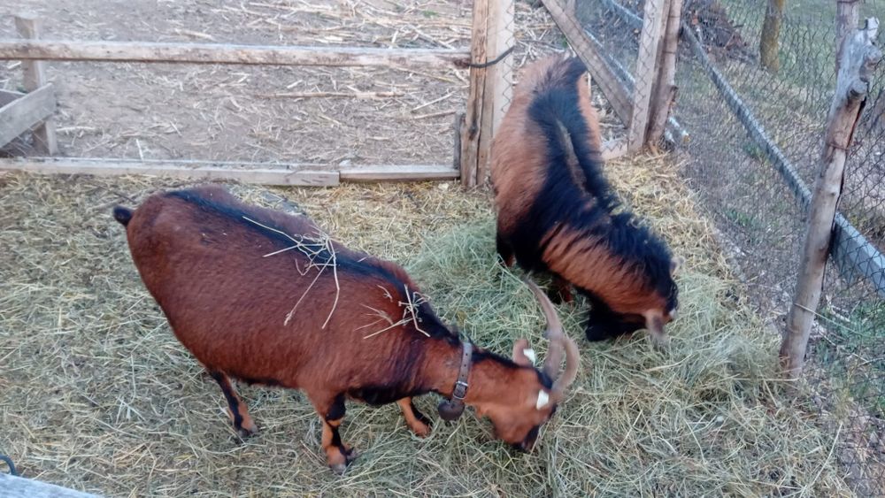 Țap și Capră Alpina