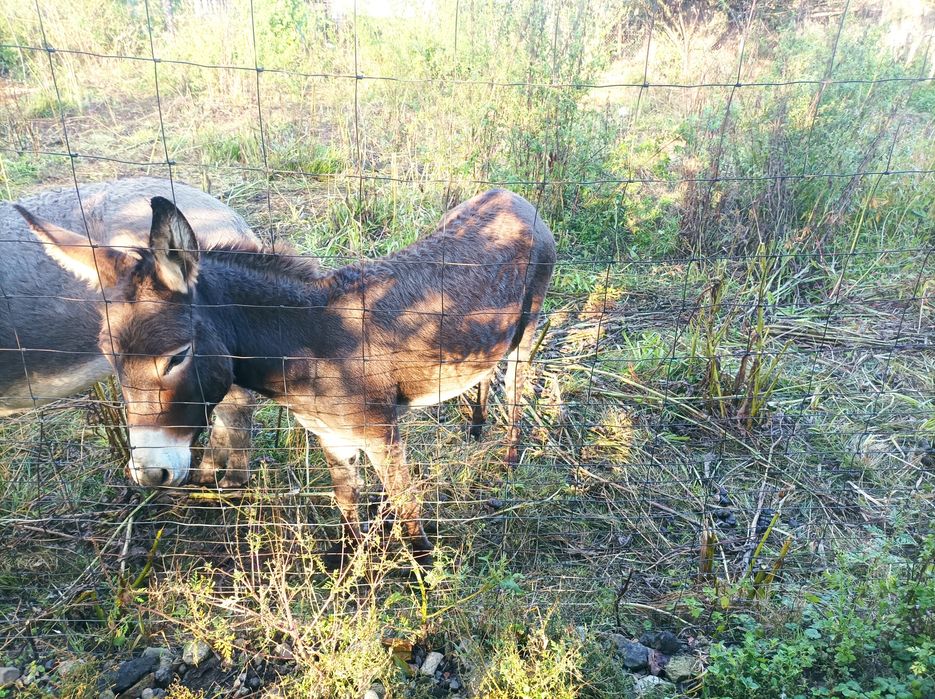 Oferă specială 3 măgărițe de 3 ani