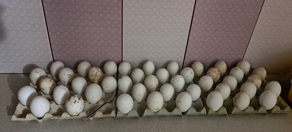 Boboci de gasca, oua de incubat si gaste.