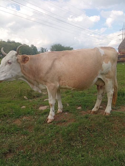 Vand 2 vaci de lapte