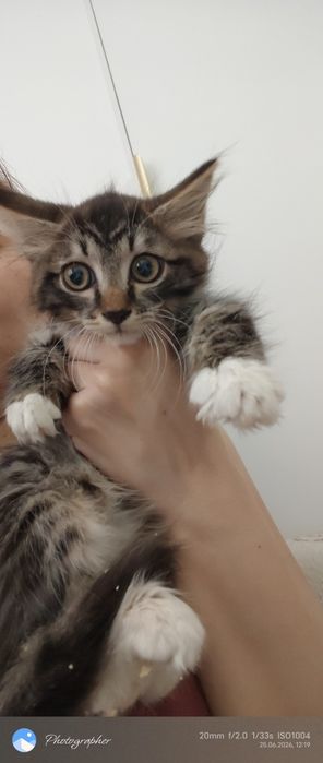 Милый котенок мальчик