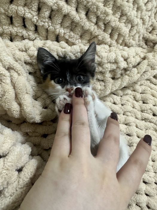 Отдам в добрые руки котенка