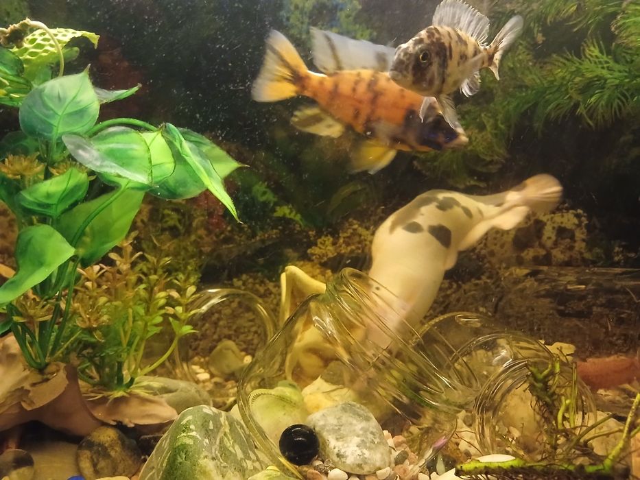 Сом клариус примерно 25см