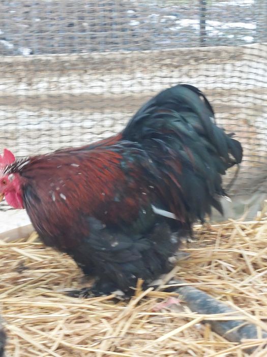 Vand sau schimb Cocos cochinchina pitic  10 luni