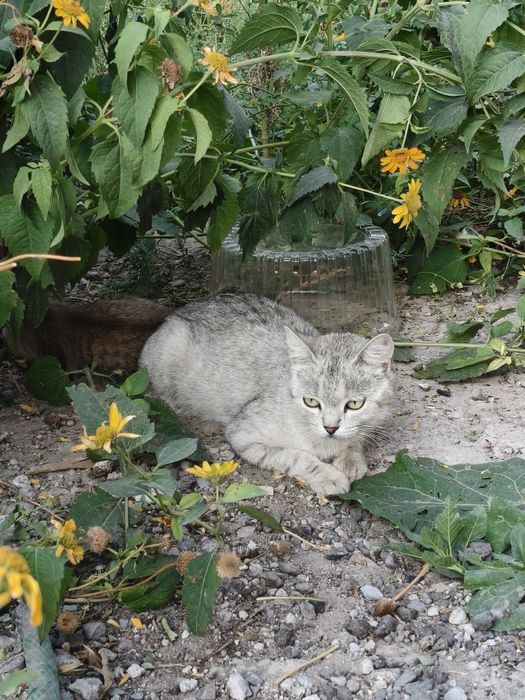 Отдам котят  в добрые руки