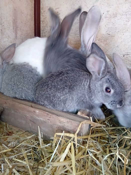 Iepuri, varsta 2 luni