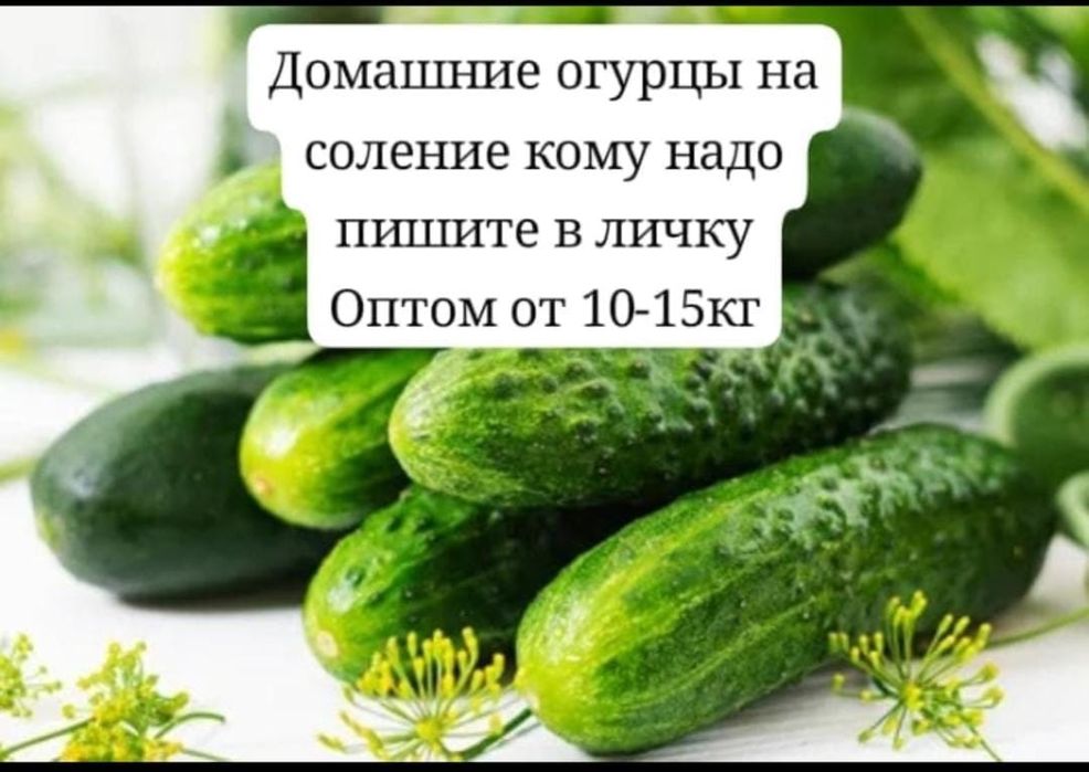 Огурцы для засолки