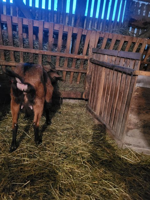 Alpina la prima fatare