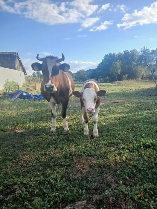 Vând Taur și vaca cu vital