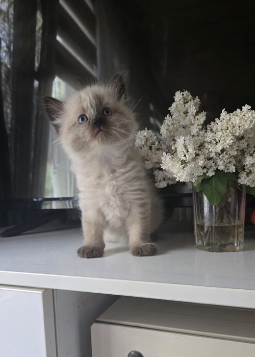 Продаются сиамские котята