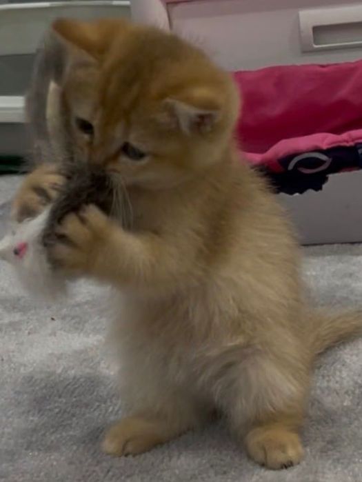 Британская ; окрас золотая шиншилла