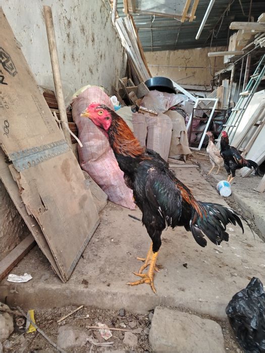 Жужа сотилади зотка