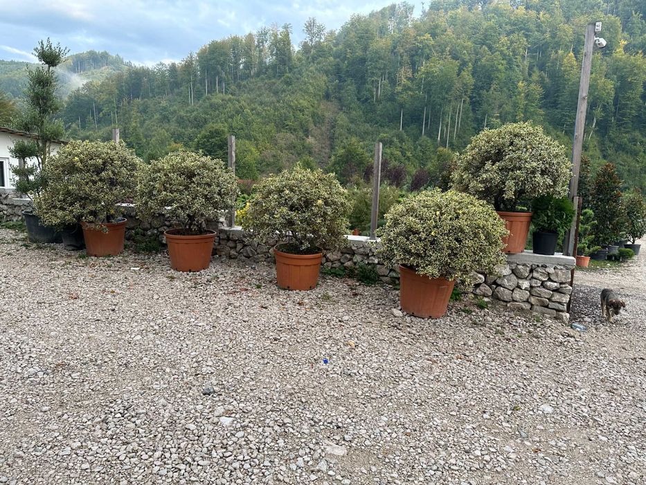 Plante Verzi pentru Gard Viu – Livrare și Plantare pe Loc