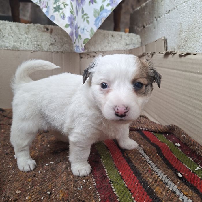 Сладки малки кученца