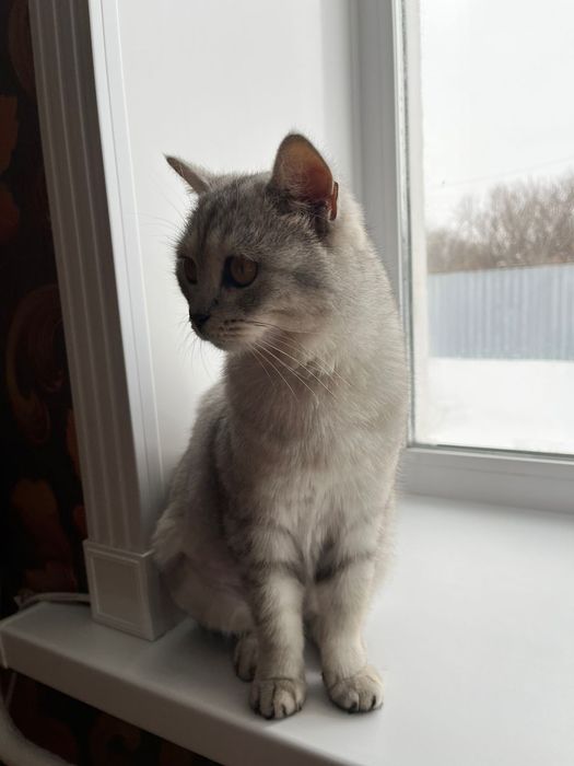 Кошка британка бесплатно