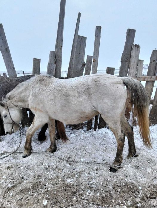 Соғым,жылқы малы