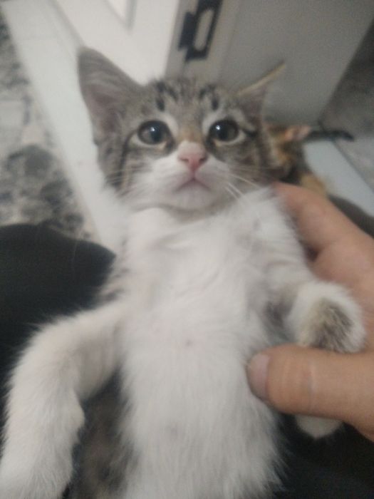 Mushuklar ona bollari bn