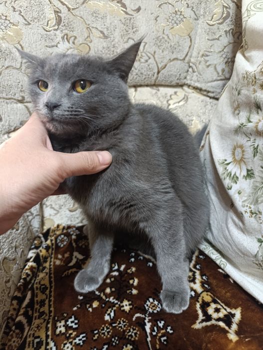 Продается породистая кошка