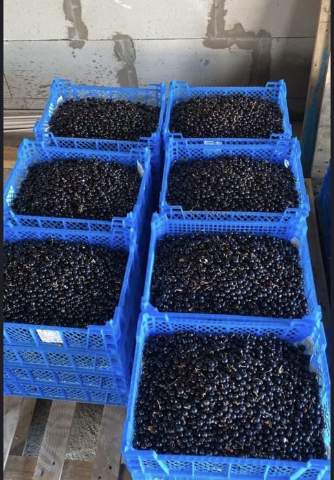 Продам смородина каждый день