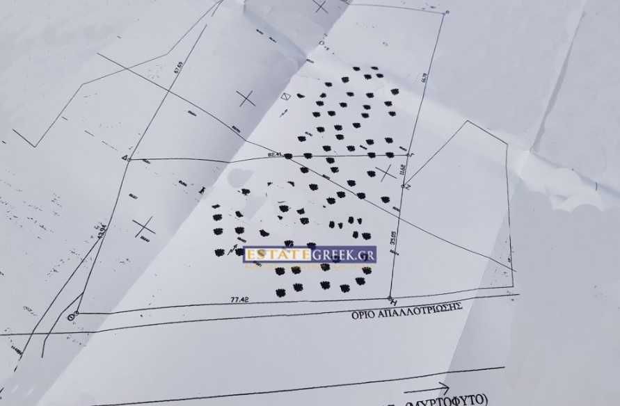 Продава се Парцел в Пловдив, Филипово - 9069 кв.м за 37 €/кв.м - Снимка #4