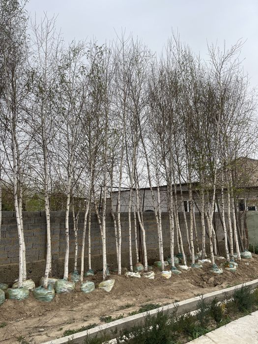 Beryoza oq qayin 5-7 metr rasprodaja narx