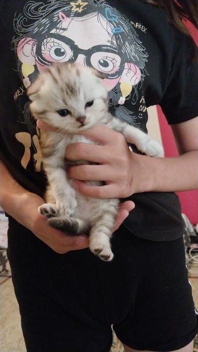 Шотландские вислоухие