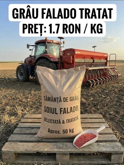 Grau de samanta soi FALADO , samanta de grau Falado, Sămânță de grâu Falado – selectată și tratată, saci ~50 kg