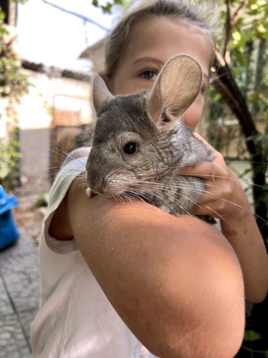 Шиншиллы в Ташкенте