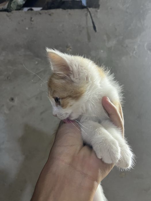 Котенок бесплатно