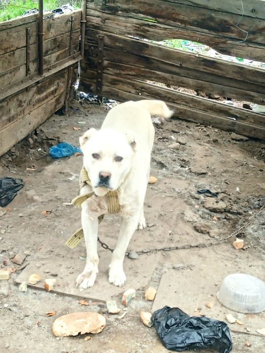 Alabay sotiladi 1 yosh