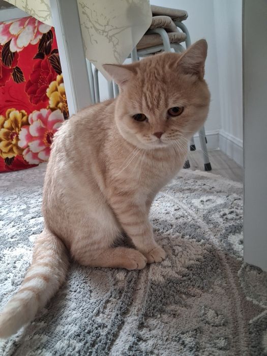 Отдам шотландский в хорошие руки