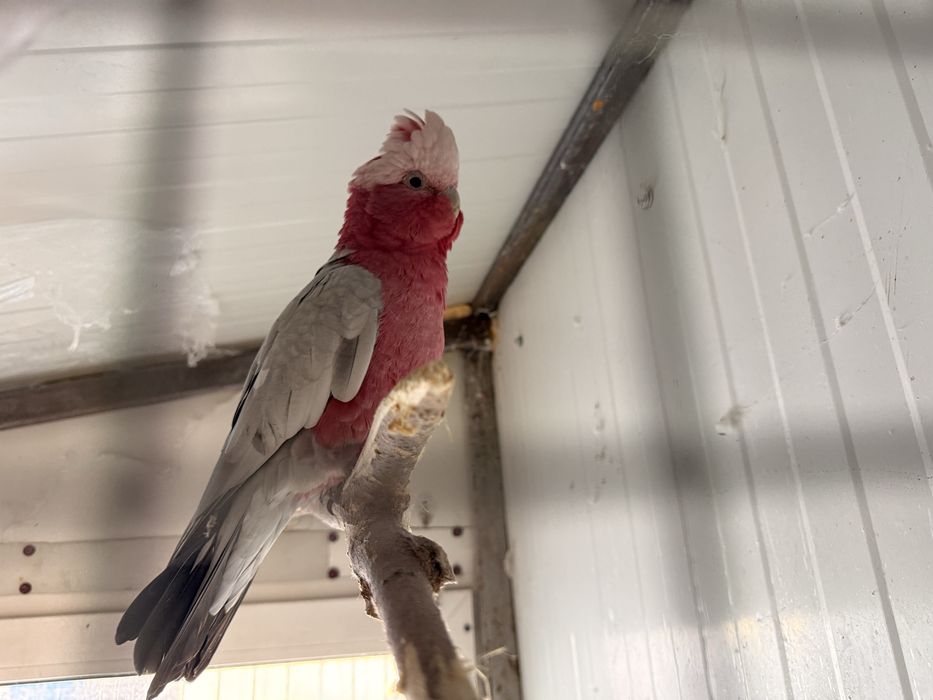 Pui papagal rosa kakadu crescut la seringa