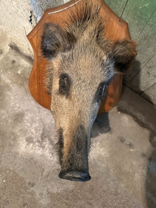 Продавам препарирано диво прасе