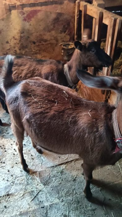 Vând capre de rasă