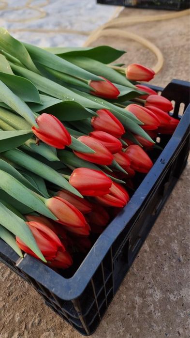 Тюльпаны оптом голандский