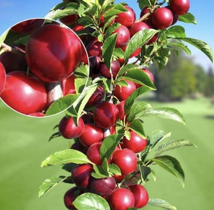 Pomi columnari altoiti rezistent la ger