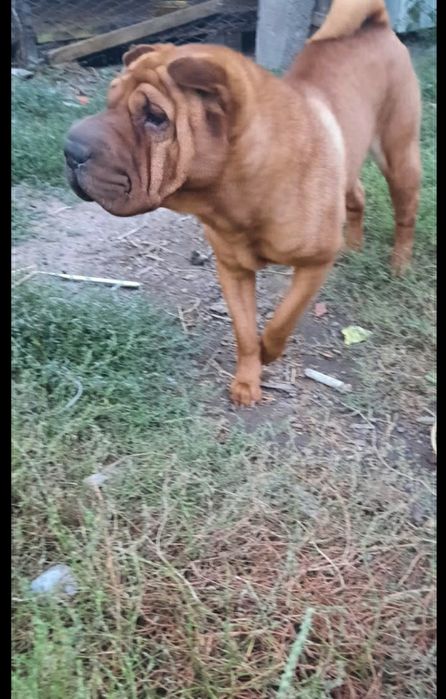 Домашняя передержка