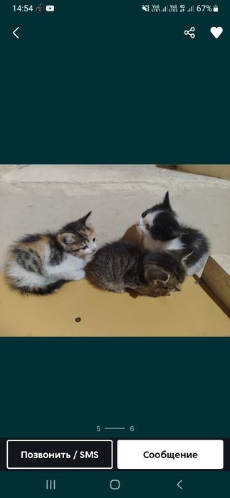 Отдам котят в хорошие руки