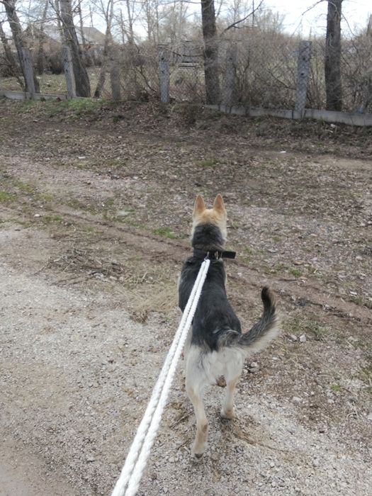 Восточно европейская овчарка кабель