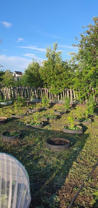 Продаётся дача, Черемушки