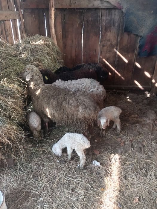 Продам баран с ягненком