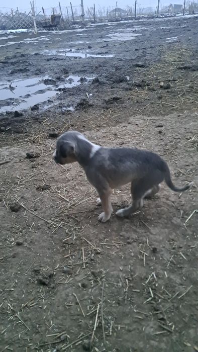 Тазы ұрғашы күшік сатылады